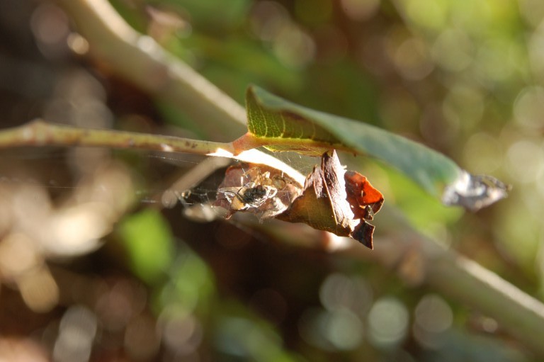 Zygiella sp.